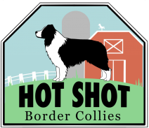 Hot Shot Border Collies